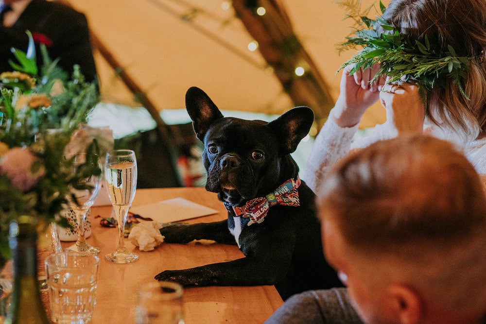 Pet Friendly Wedding